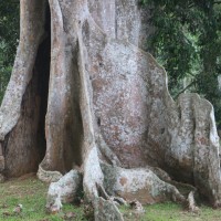 Canarium indicum L.